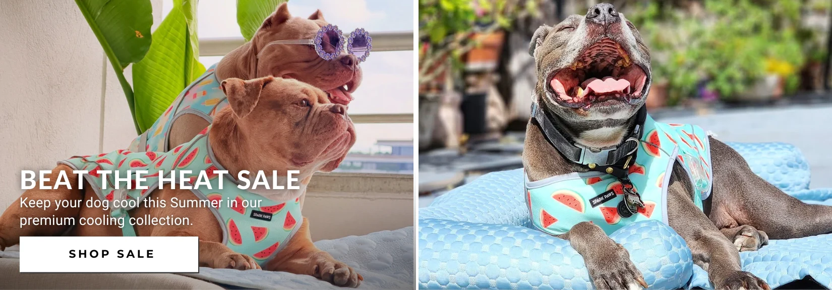 Iconic Streetwear for You and Your Dog